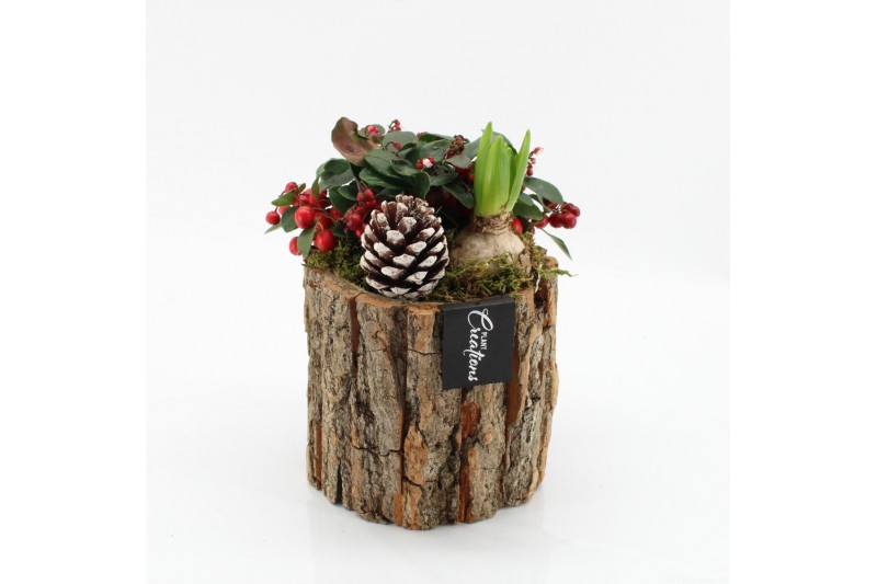 Arrangementen tuinplanten ODXM-2524 Xmas Outdoor 2 pp 