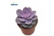 Echeveria perle von nurnberg Echeveria Pearl Von Neurenberg1 bl. 