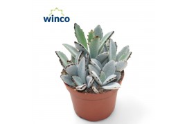 Kalanchoe tomentosa Kalanchoe Tomentosa3 pp