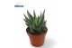 Gasteraloe aveo Gasteraloe Variegata1 pp 