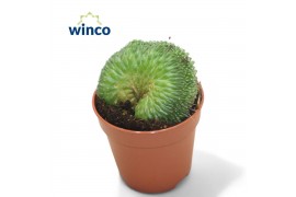 Mammillaria spinosissima un pico Mammillaria Un Pico Cristata