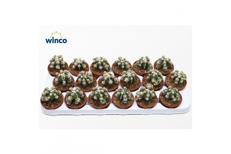 Cactus Astrophytum Fukuryu Hakujo 1 pp 