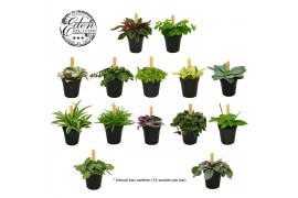 Kamerplanten mixkar mix kar 5,5cm