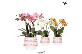 Phalaenopsis wit Kolibri Orchids Phalaenopsis Jewel mix 4 spike in Moo