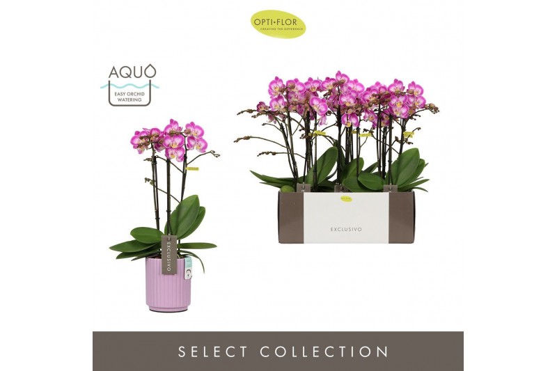 Phalaenopsis multiflora roze Exclusivo Cupido 3 spike in Molise Lilac  