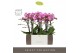 Phalaenopsis multiflora roze Exclusivo Cupido 3 spike in Molise Lilac  