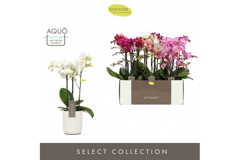 Phalaenopsis mix multiflora Optimost Mix 3 spike in Molise White Aquo  