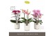 Phalaenopsis mix multiflora Optimost Mix 3 spike in Molise White Aquo  