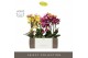 Phalaenopsis multiflora mix Exclusivo Mix 2 spike in Molise White Aquo 
