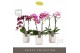 Phalaenopsis multiflora mix Exclusivo Mix 2 spike in Molise White Aquo 