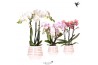Phalaenopsis multiflora Kolibri Orchids Phalaenopsis mix 3 spike in Mo
