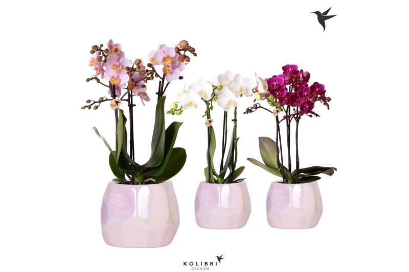 Phalaenopsis multiflora Kolibri Orchids Phalaenopsis mix 3 spike mix i 