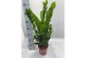 Zamioculcas zamiifolia Zamioculcas P17 70cm 8+ veren 8 tak/plnt 