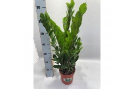 Zamioculcas zamiifolia Zamioculcas P17 70cm 8+ veren 8 tak/plnt