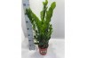 Zamioculcas zamiifolia Zamioculcas P17 70cm 8+ veren 8 tak/plnt