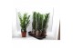 Zamioculcas zamiifolia Zamioculcas P17 70cm 8+ veren 8 tak/plnt 