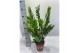 Zamioculcas zamiifolia Zamioculcas P17 75cm 8+ veren 8 tak/plnt 
