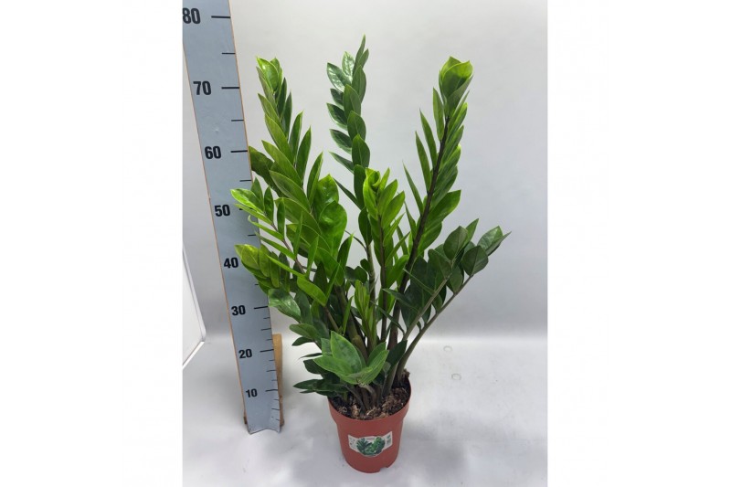 Zamioculcas zamiifolia Zamioculcas P17 75cm 8+ veren 8 tak/plnt 