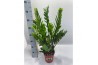 Zamioculcas zamiifolia Zamioculcas P17 75cm 8+ veren 8 tak/plnt