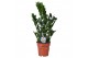 Zamioculcas zamiifolia Zamioculcas P17 75cm 8+ veren 8 tak/plnt 