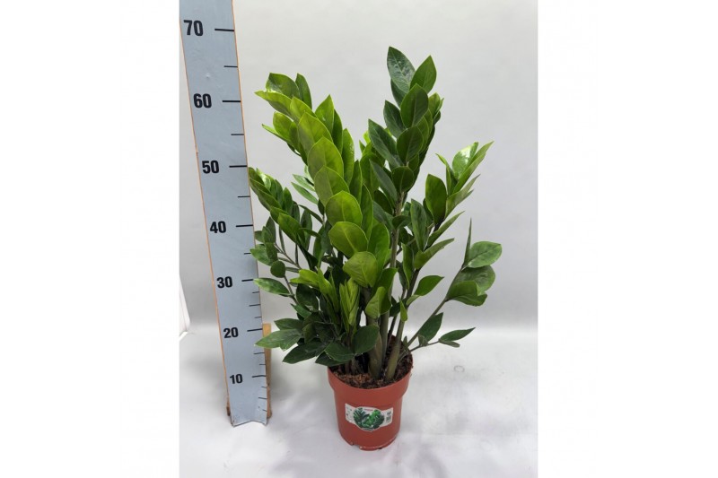 Zamioculcas zamiifolia Zamioculcas P17 65cm 8+ veren 8 tak/plnt 