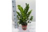 Zamioculcas zamiifolia Zamioculcas P17 65cm 8+ veren 8 tak/plnt