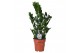 Zamioculcas zamiifolia Zamioculcas P17 65cm 8+ veren 8 tak/plnt 