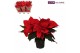Euphorbia pul. premium red Poinsettia 13 cm Premium Red 5+ PRIJS PER V 