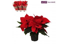 Euphorbia pul. premium red Poinsettia 13 cm Premium Red 5+ PRIJS PER V