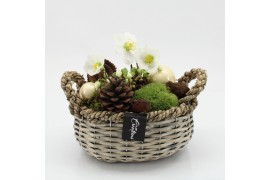 Arrangementen helleborus NHCR-2525 Verboom Helleborus 1 pp