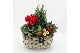 Arrangementen tuinplanten ODXM-2509 Xmas Outdoor 4 pp