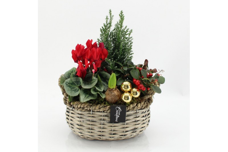 Arrangementen tuinplanten ODXM-2509 Xmas Outdoor 4 pp 