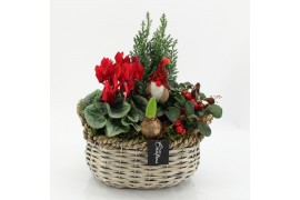 Arrangementen tuinplanten ODXM-2532 Xmas Outdoor 4 pp