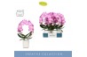 Phalaenopsis roze Mirror Miracle Kiara 2 spike in Molise White Aquo15 