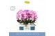 Phalaenopsis roze Mirror Miracle Kiara 2 spike in Molise White Aquo15  