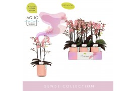 Phalaenopsis multiflora oranje Aromio Sweet 3 spike in Molise Salmon A