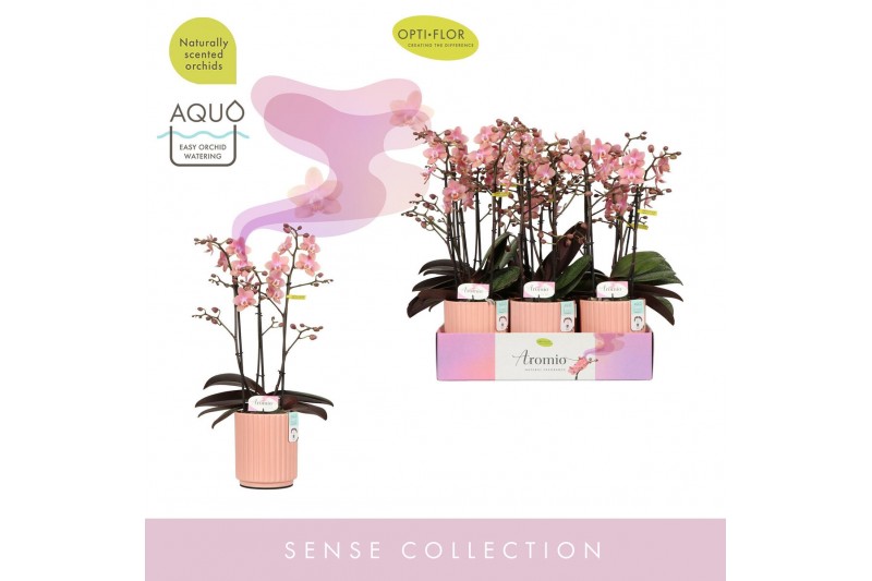 Phalaenopsis multiflora oranje Aromio Sweet 3 spike in Molise Salmon A 