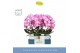 Phalaenopsis roze Mirror Miracle Kiara 2 spike in Emilia White Aquo 15 