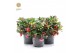 Gaultheria procumbens big berry Viva Gaultheria pr. Big Berry® P10 12  