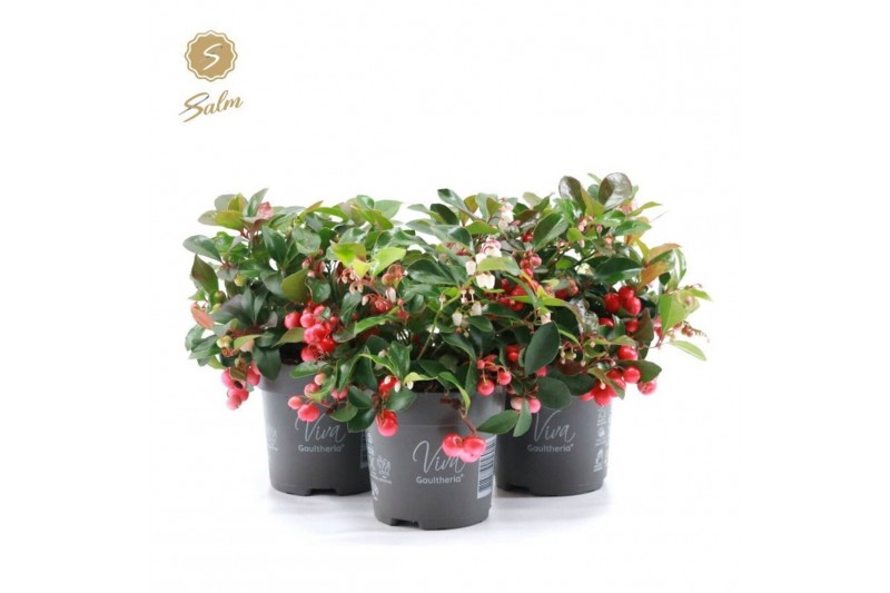 Gaultheria procumbens big berry Viva Gaultheria pr. Big Berry® P10 12  