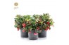 Gaultheria procumbens big berry Viva Gaultheria pr. Big Berry® P10 12 