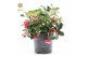 Gaultheria procumbens big berry Viva Gaultheria pr. Big Berry® P10 12  