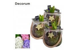 Arrangementen hyacinthus Hyacint Glas met Touw HL13802 [PURE] 1 pp 30 