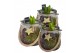 Arrangementen hyacinthus Hyacint Glas met Touw HL13802 [PURE] 1 pp 30  