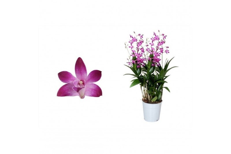 Dendrobium berry oda Dendrobium, Berry Oda 6+ spike Orchid Collection  