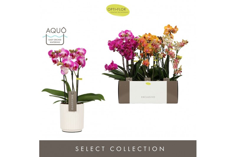 Phalaenopsis multiflora mix Exclusivo Mix 3 spike in Molise White Aquo 