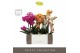 Phalaenopsis multiflora mix Exclusivo Mix 3 spike in Molise White Aquo 