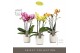 Phalaenopsis multiflora mix Exclusivo Mix 3 spike in Molise White Aquo 