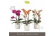 Phalaenopsis multiflora mix Exclusivo Mix 3 spike in Molise White Aquo 