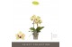 Phalaenopsis multiflora geel Optifriend Anouk 2 spike 10 bl. 2 tak/pln 